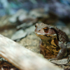 ニホンヒキガエル Bufo japonicus japonicus