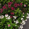 夫の咳がすさまじい、絶対ヤバい