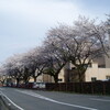 阿見小学校の桜