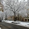 見たことのない大雪