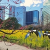 浜離宮の菜の花に集まることりポケモンたち【ポケモンGOAR写真】