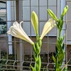 もう一つのつぼみも咲き始めました。