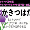 カキツケバナ(書付花)→カキツハタ→カキツバタ(燕子花・杜若)。【日本語の花名・語源・かきつはた・かきつばた・かきつけばな】