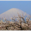 ３万５千本の梅と富士山を眺める曽我梅林の絶景！「関東の富士見百景」小田原梅まつりを見に行こう