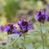 ５月の生き物観察会～野の花苑