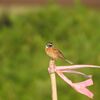 春は野鳥の子育てとペアリングの季節