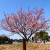 蓬莱桜：その弐