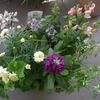 新年の寄せ植え鉢-L