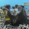 世界最大の貝　煙を噴く！　オオシャコガイ