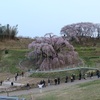 三春町の滝桜