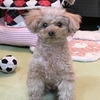 カワズザクラが綺麗