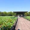 日本庭園のハス（速報版）