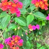 今日を生ききる今日であったこと