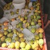 チュニジアで大人気のフルーツ「サボテンの実」にかぶりついてみた！探し方や注意点、トゲが指に刺さってしまった場合の対処方法を徹底レビュー