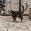 近隣繁華街のねこさん