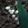 「すずらん」の花