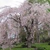 今週も枝垂れ桜を見に行きました～🌸