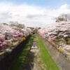 国営昭和記念公園の桜