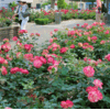 荒牧バラ公園２０１５