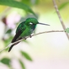 Purple-bibbed Whitetip シロエンビハチドリ
