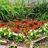 花巻観光で外せない！夏を楽しもう！宮沢賢治ゆかりの花壇を無料で散策