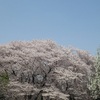 砧公園の桜