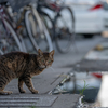 近隣住宅街のねこさん