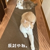 雨田甘夏、長短です。【猫と短足と脚長事情】