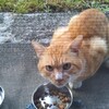 野良猫にゃんこ先生の今。