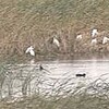 宮古野鳥の会による探鳥会（沖縄県）