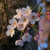 ◆平成最後の、桜。。。