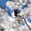 桜に蝶〜ルリタテハ、ギフチョウ