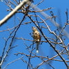 モズの高鳴き