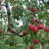 中生種のりんごたち、収穫間近