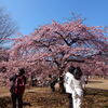 都内「代々木公園」で素晴らしい「河津桜」見物！！（４）