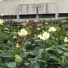 ＃バラは３部咲でした。