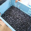 ブルーベリーの収穫が本格的に　夏のAMAの販売セールスタート