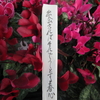 春の花  即吟歌句