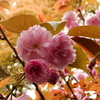 富岡八幡宮近くの八重桜