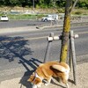 換毛期？いや、まだなのか？