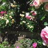 キュウリ・・・