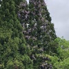 藤の花が咲く頃！！！