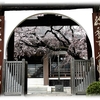 『香積院』枝垂桜咲き始める