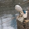 カワセミとコサギのツーショット