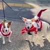 クリスマス散歩