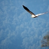 エジプトハゲワシ Egyptian Vulture