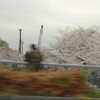 絹雨に迷い桜か葉もゐずる