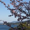 　海沿いの河津桜とメジロ