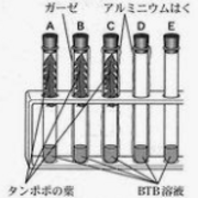 中三応援プログラム タンポポの葉を用いた光合成の実験 ２０２１年石川 中学理科応援 一緒に学ぼう ゴッチャンねる