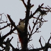 鳥を探しに